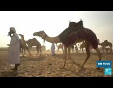 Descubre el fascinante mercado de camellos de Senbete: un destino turístico imperdible en tu próximo viaje