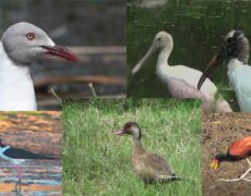 Turismo en el Lago Ziway: Descubre la belleza de sus aves acuáticas en un viaje inolvidable