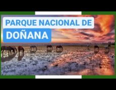 Descubre la belleza del Parque Nacional de Bale y su fauna en un viaje inolvidable de turismo