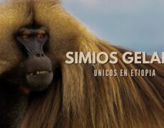 Descubre la majestuosidad del Parque Nacional de Semien Shewa: Una aventura de turismo en las montañas de Etiopía